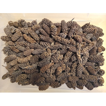 Alder cones