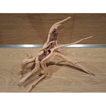 Spiderwood 15-20 cm