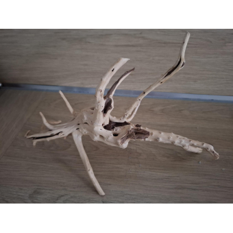 Spiderwood 20-25 cm