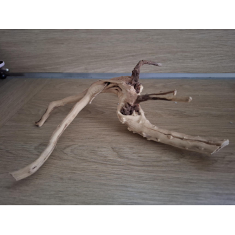 Spiderwood 20-25 cm