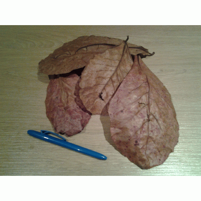 Catappa bladeren XL (25 stuks)