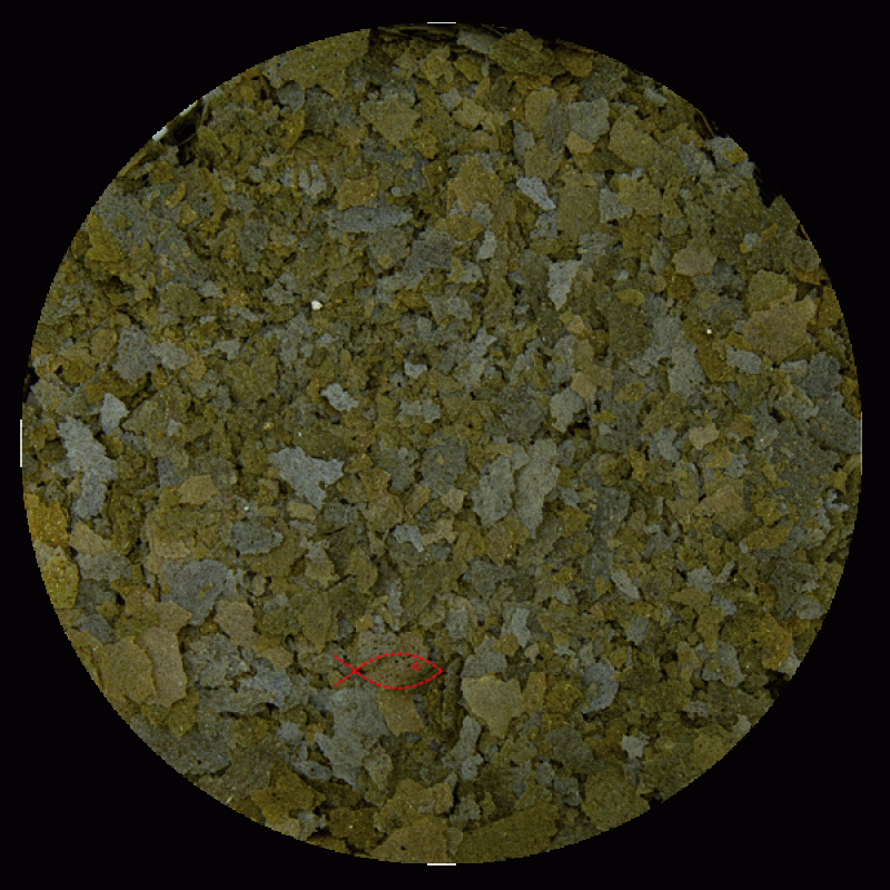 spirulina vlokken 50 gram