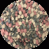 mini wafers mix 200 gram